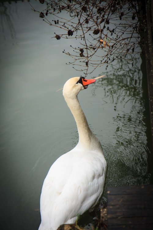 A Swan